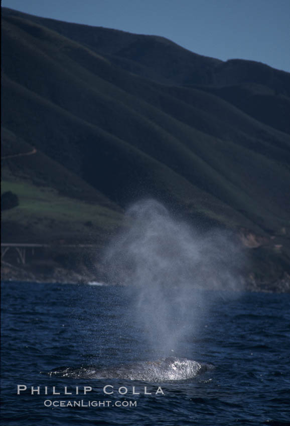 Gray whale, blowing at surface. Big Sur, California, USA, Eschrichtius robustus, natural history stock photograph, photo id 05782