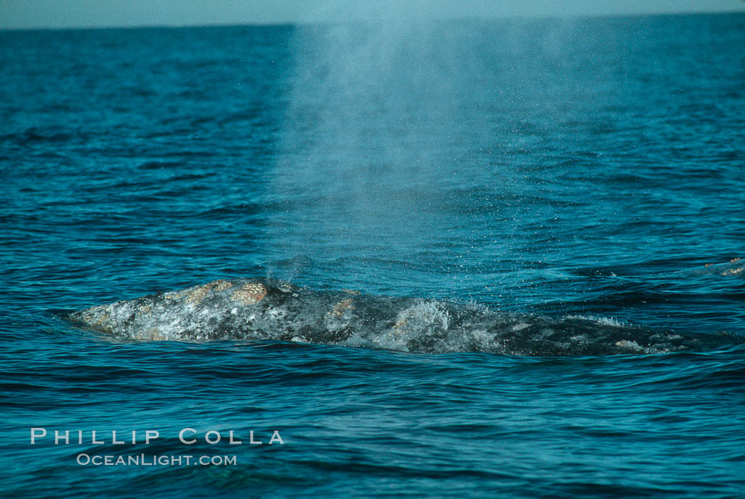 Gray whale, blow and skin detail. Monterey, California, USA, Eschrichtius robustus, natural history stock photograph, photo id 01176