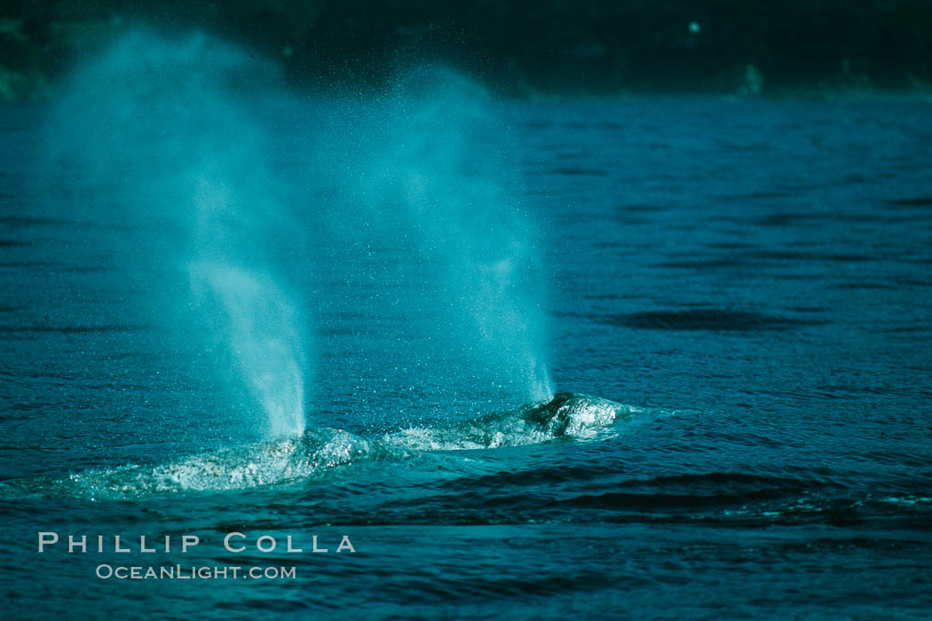 Gray whale, synchronous blows. Monterey, California, USA, Eschrichtius robustus, natural history stock photograph, photo id 01175
