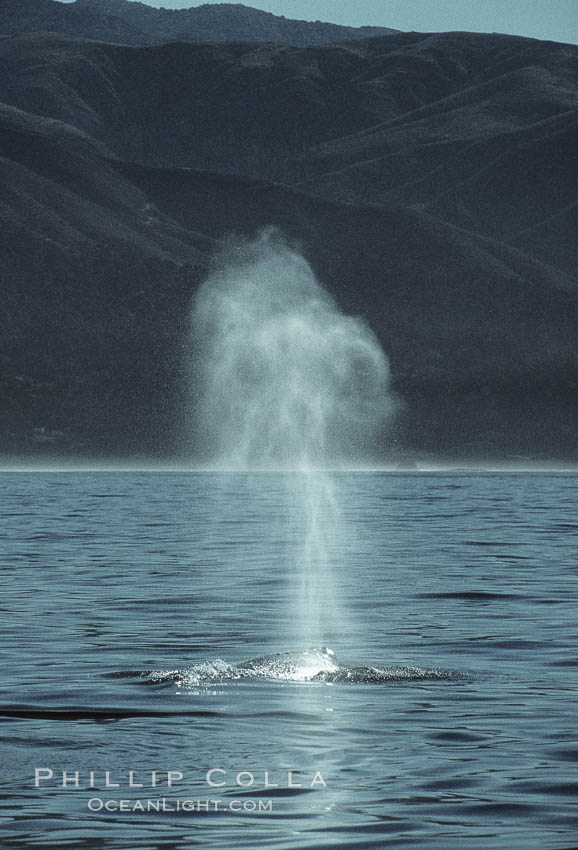 Gray whale, blow, Eschrichtius robustus, Big Sur, California