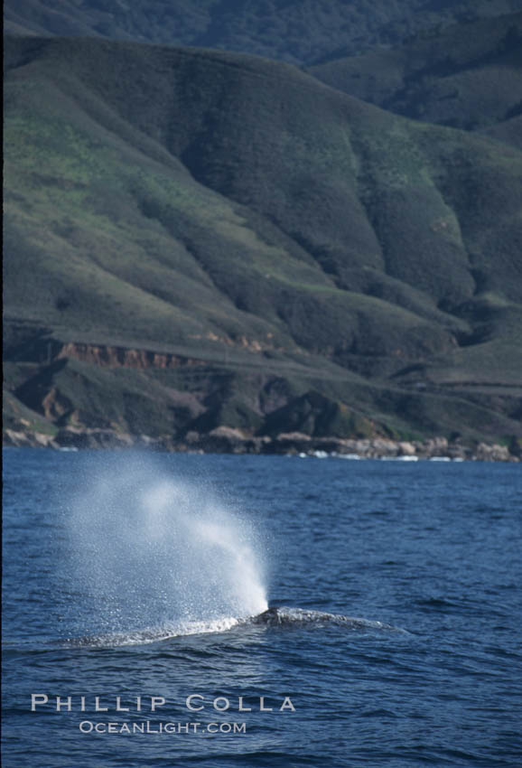 Gray whale, blowing at surface. Big Sur, California, USA, Eschrichtius robustus, natural history stock photograph, photo id 05777