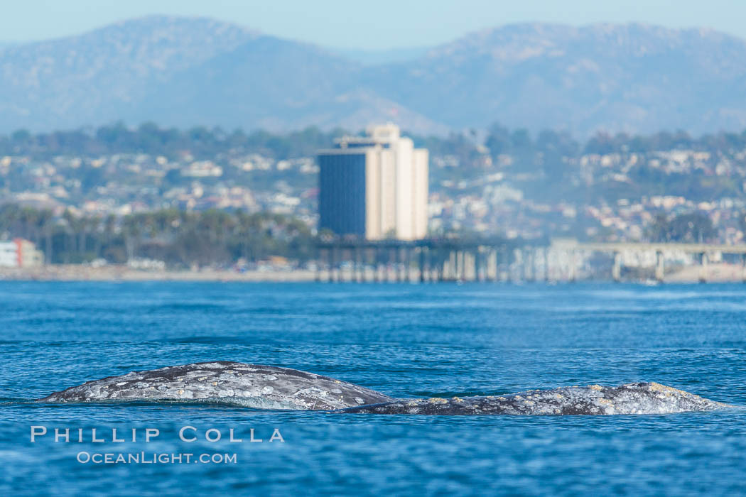 Gray whale, on southern migration to calving lagoons in Baja. San Diego, California, USA, natural history stock photograph, photo id 34230