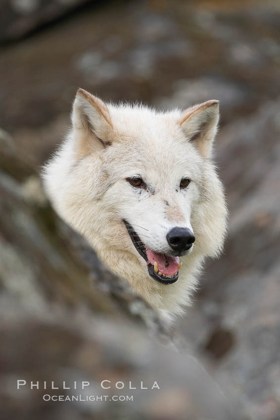 Gray wolf, Sierra Nevada foothills, Mariposa, California., Canis lupus, natural history stock photograph, photo id 16030