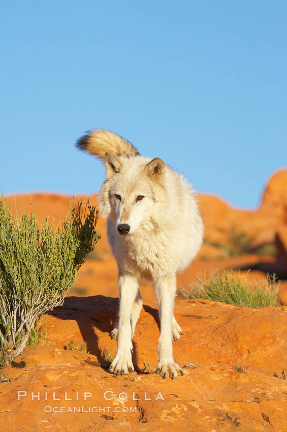 Gray wolf., Canis lupus, natural history stock photograph, photo id 12420