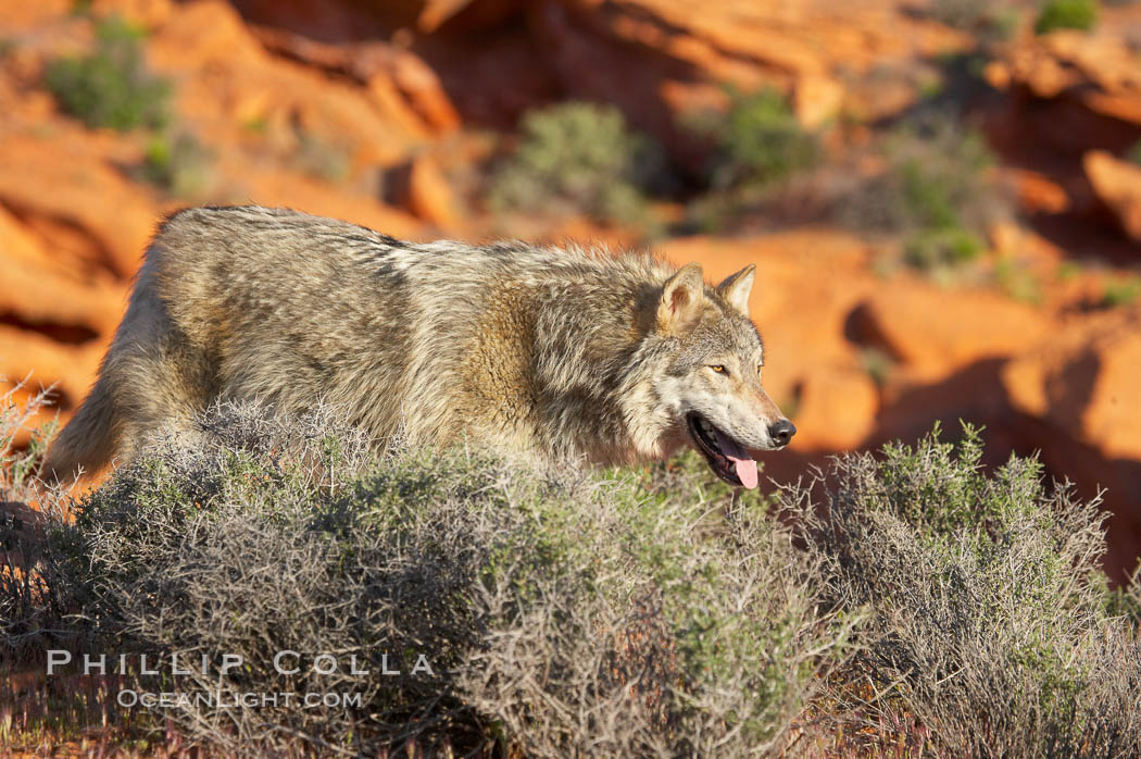 Gray wolf., Canis lupus, natural history stock photograph, photo id 12444