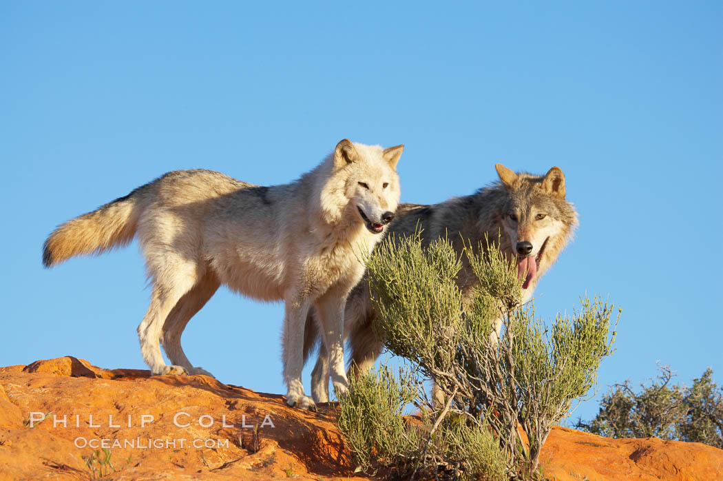 Gray wolf., Canis lupus, natural history stock photograph, photo id 12411