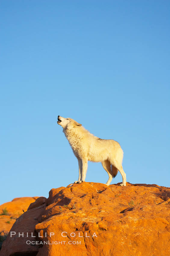 Gray wolf howling., Canis lupus, natural history stock photograph, photo id 12435