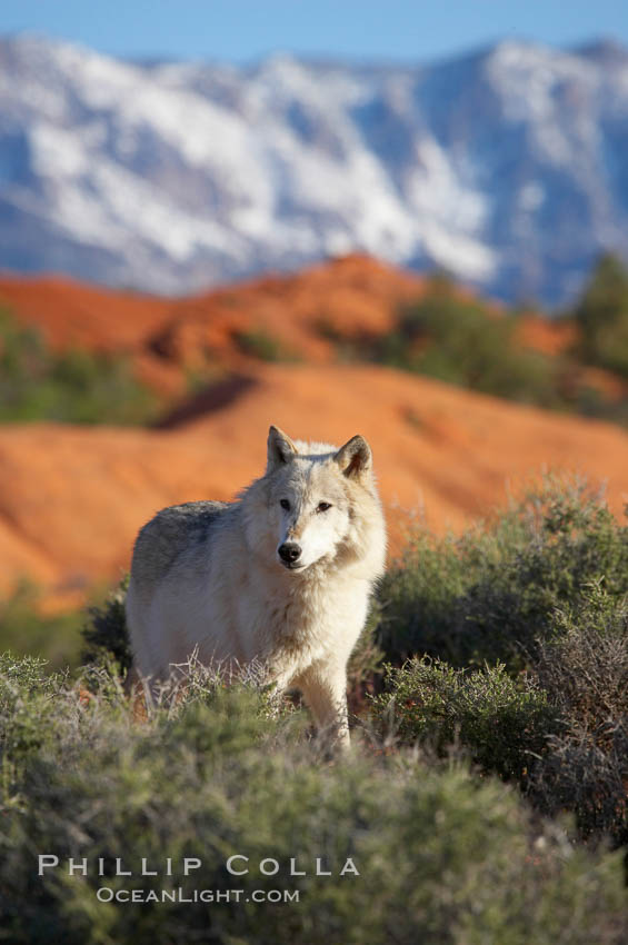 Gray wolf., Canis lupus, natural history stock photograph, photo id 12429