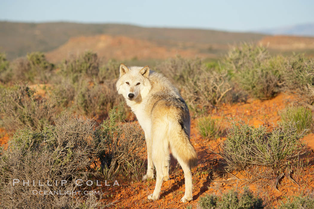 Gray wolf., Canis lupus, natural history stock photograph, photo id 12441