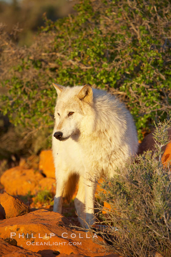 Gray wolf., Canis lupus, natural history stock photograph, photo id 12398