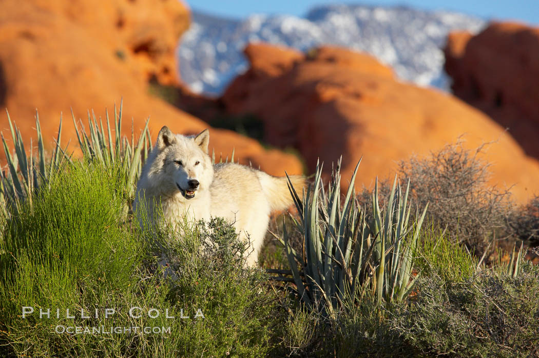 Gray wolf., Canis lupus, natural history stock photograph, photo id 12422