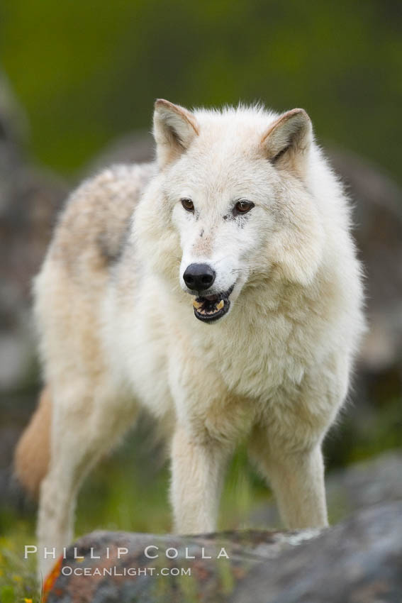Gray wolf, Sierra Nevada foothills, Mariposa, California., Canis lupus, natural history stock photograph, photo id 16026