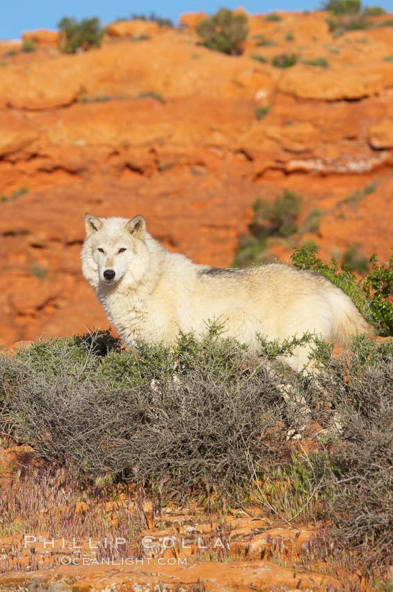 Gray wolf., Canis lupus, natural history stock photograph, photo id 12428