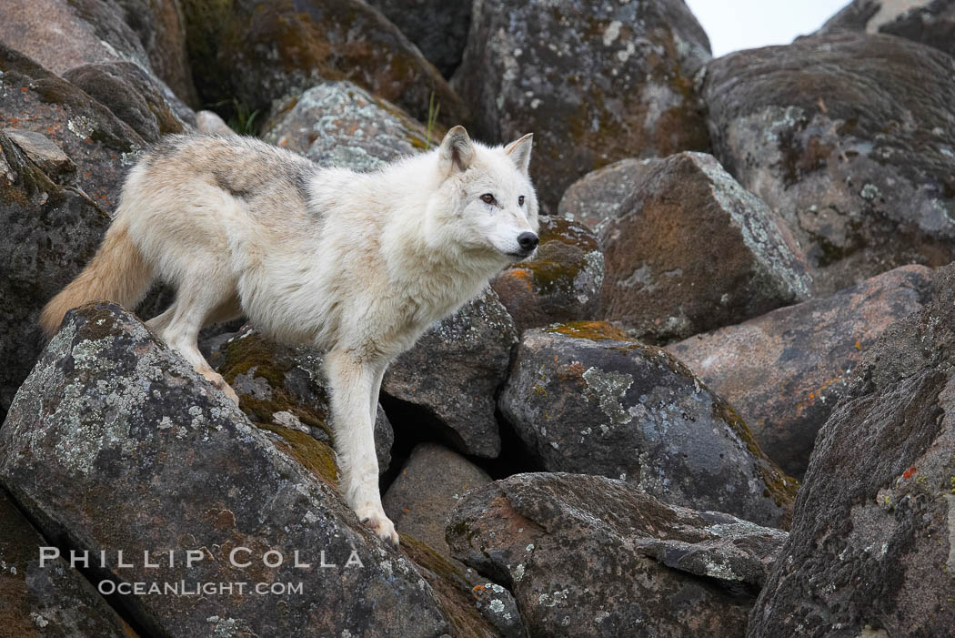 Gray wolf, Sierra Nevada foothills, Mariposa, California., Canis lupus, natural history stock photograph, photo id 16032
