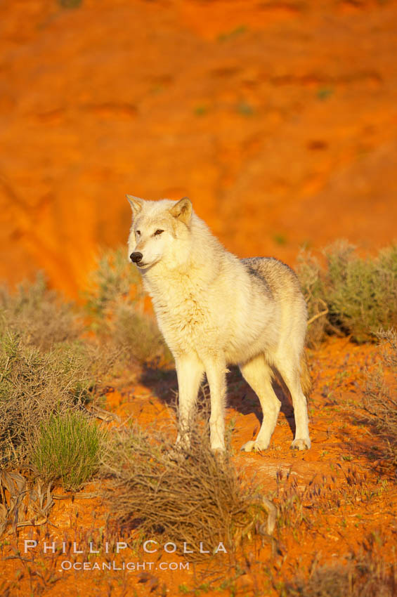 Gray wolf., Canis lupus, natural history stock photograph, photo id 12431