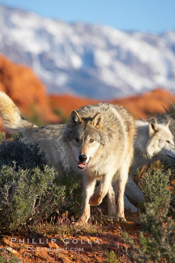 Gray wolf., Canis lupus, natural history stock photograph, photo id 12425