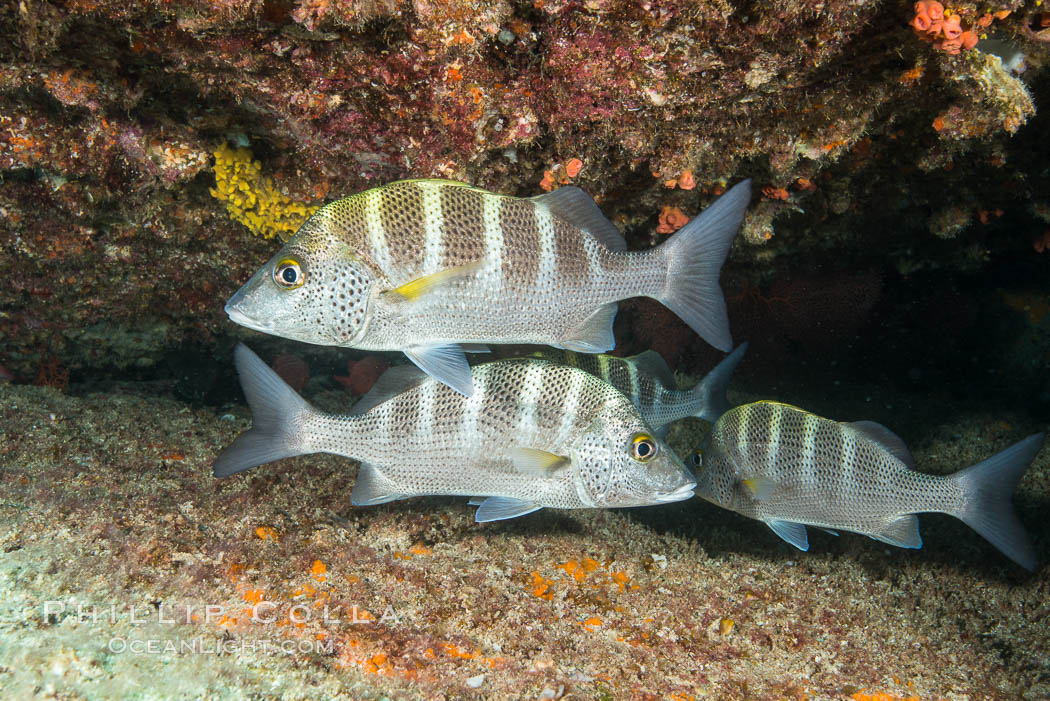 Graybar Grunt, Haemulon sexfasciatum, Sea of Cortez. Isla San Francisquito, Baja California, Mexico, natural history stock photograph, photo id 33635