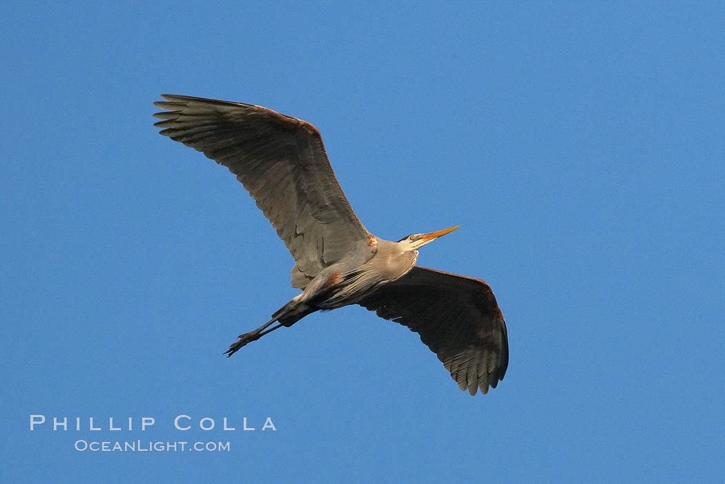 Great blue heron. La Jolla, California, USA, Ardea herodias, natural history stock photograph, photo id 15744