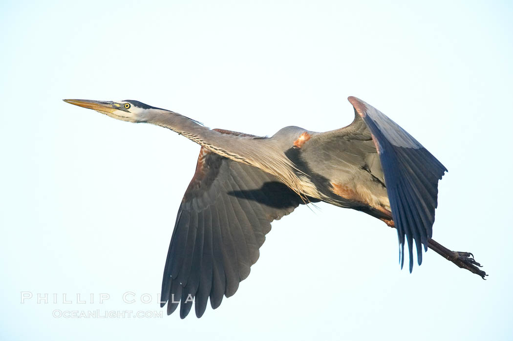 Great blue heron in flight. Batiquitos Lagoon, Carlsbad, California, USA, Ardea herodias, natural history stock photograph, photo id 18723