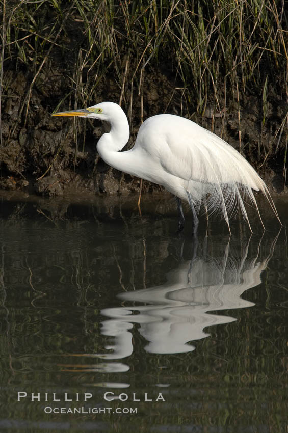 Great egret (white egret). Upper Newport Bay Ecological Reserve, Newport Beach, California, USA, Ardea alba, natural history stock photograph, photo id 15661