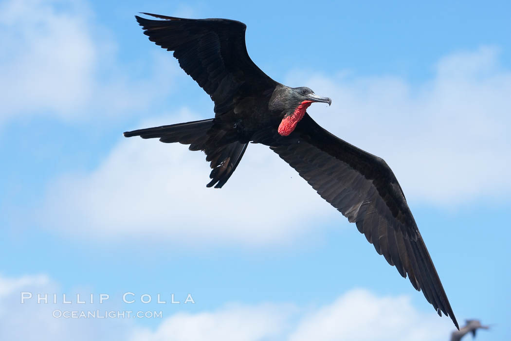 Great frigatebird, adult male, in flight, green iridescence of scapular feathers identifying species.  Wolf Island. Galapagos Islands, Ecuador, Fregata minor, natural history stock photograph, photo id 16710