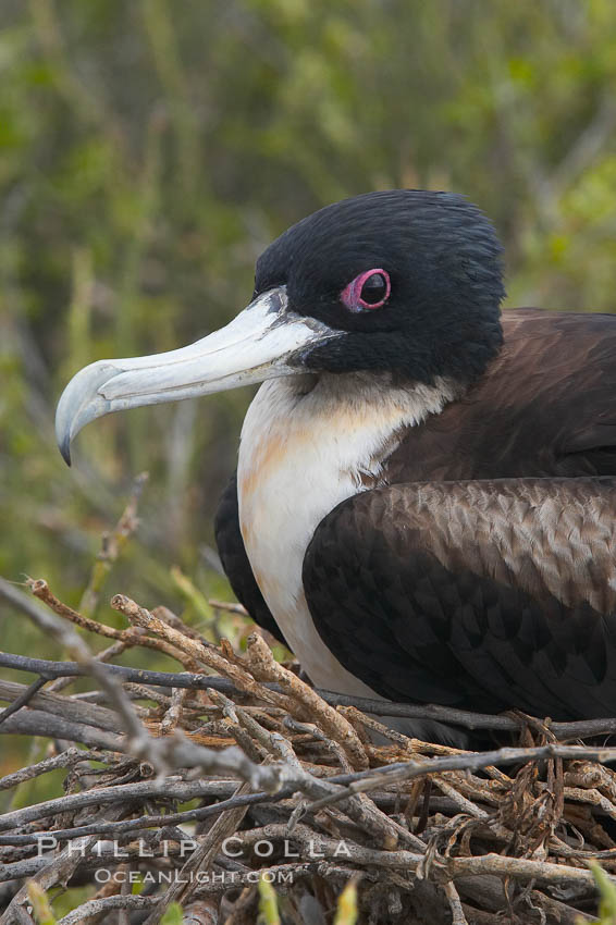 Great frigatebird, adult female, at the nest. North Seymour Island. Galapagos Islands, Ecuador, Fregata minor, natural history stock photograph, photo id 16712