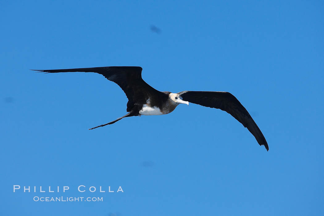 Great frigatebird, juvenile, in flight, rust-color neck identifies species.  Wolf Island. Galapagos Islands, Ecuador, Fregata minor, natural history stock photograph, photo id 16721
