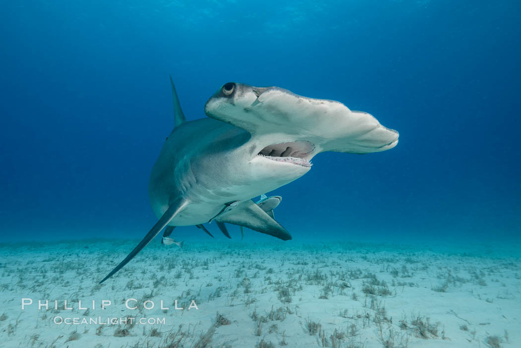Great hammerhead shark, Sphyrna mokarran Great hammerhead shark, Sphyrna mokarran