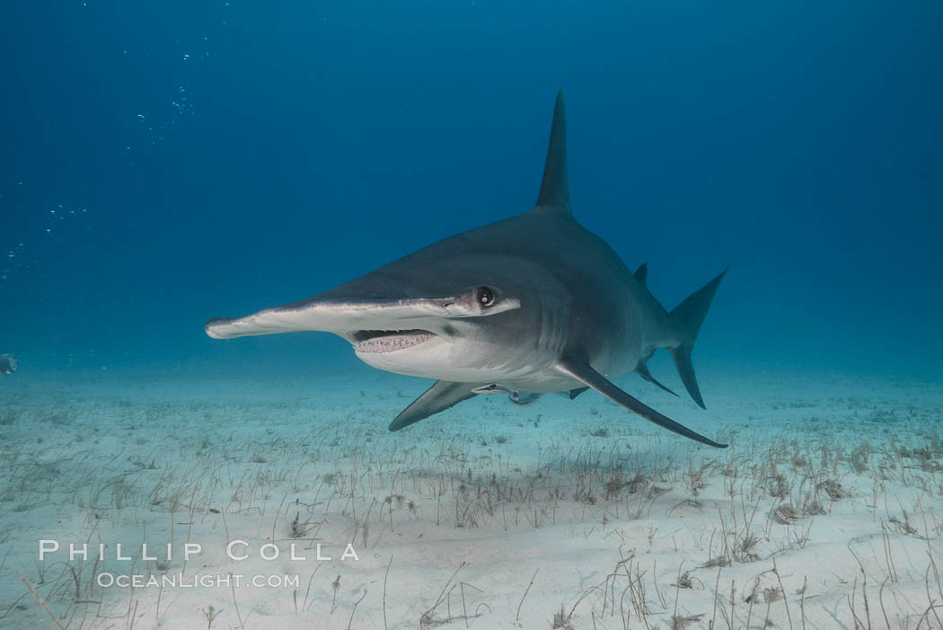 Great hammerhead shark. Bimini, Bahamas, Sphyrna mokarran, natural history stock photograph, photo id 31970