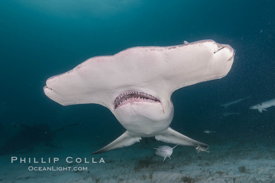 Great hammerhead shark. Bimini, Bahamas, Sphyrna mokarran, natural history stock photograph, photo id 31976