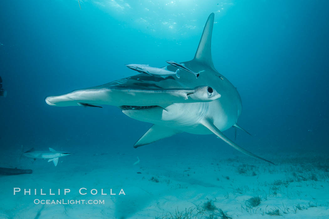 Great hammerhead shark. Bimini, Bahamas, Sphyrna mokarran, natural history stock photograph, photo id 31971