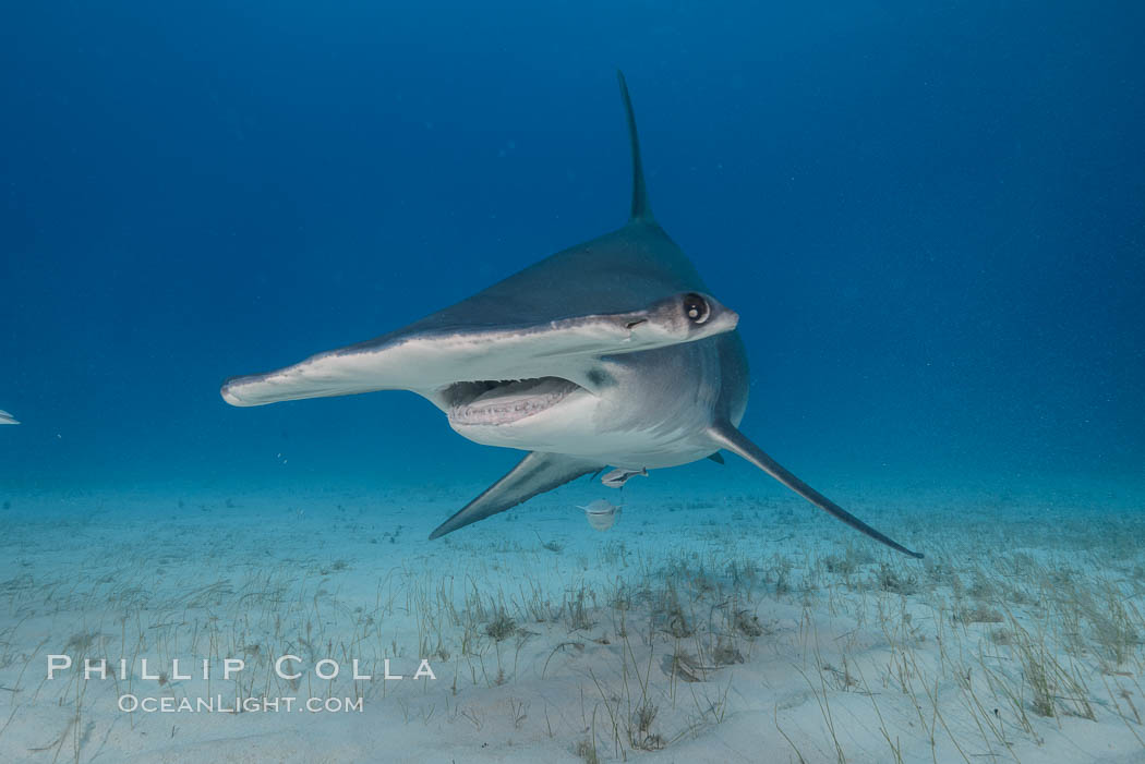 Great hammerhead shark. Bimini, Bahamas, Sphyrna mokarran, natural history stock photograph, photo id 31975