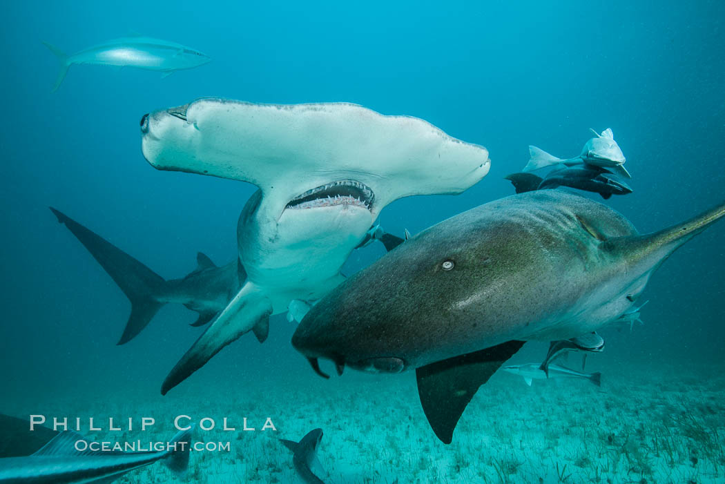 Great hammerhead shark and nurse shark. Bimini, Bahamas, Ginglymostoma cirratum, natural history stock photograph, photo id 31973