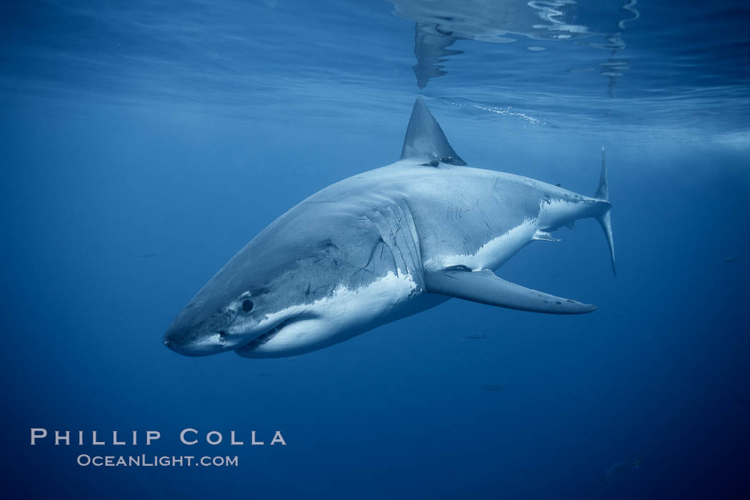 Great white shark, underwater. Guadalupe Island (Isla Guadalupe), Baja California, Mexico, Carcharodon carcharias, natural history stock photograph, photo id 21358