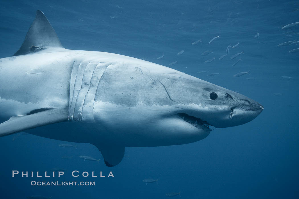 Great white shark, underwater. Guadalupe Island (Isla Guadalupe), Baja California, Mexico, Carcharodon carcharias, natural history stock photograph, photo id 21359