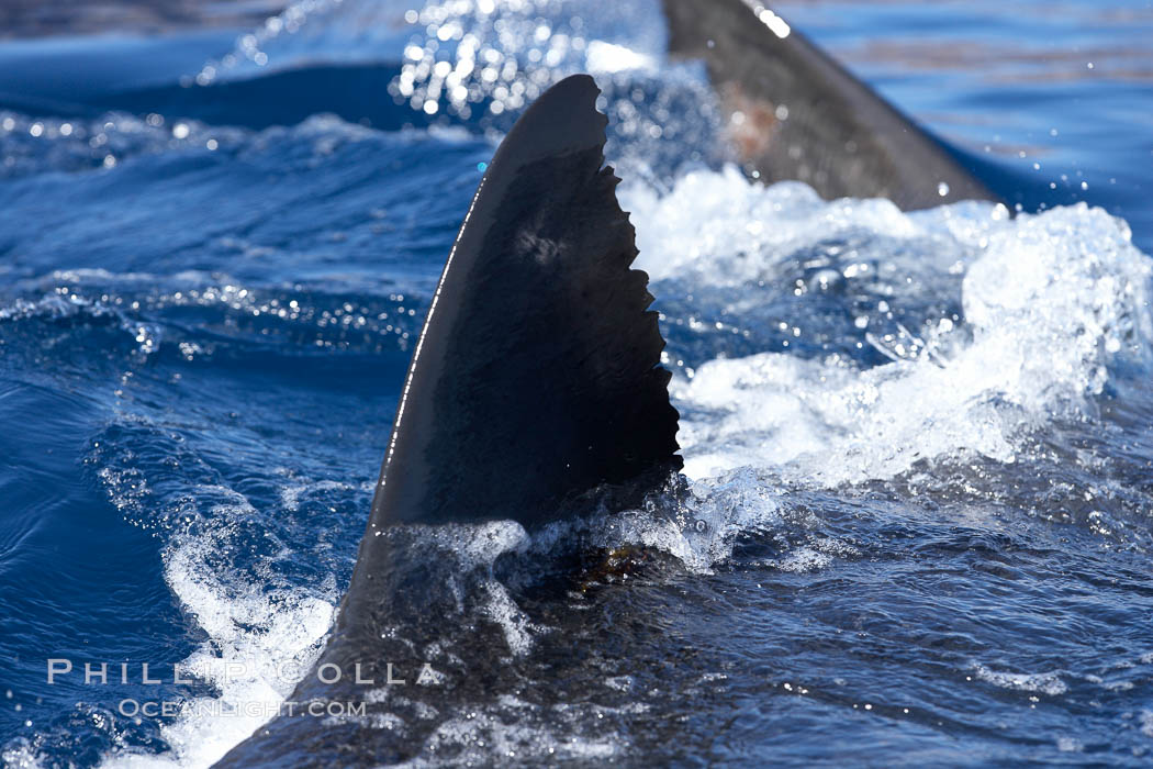 Great white shark, dorsal fin extended out of the water as it swims near the surface. Guadalupe Island (Isla Guadalupe), Baja California, Mexico, Carcharodon carcharias, natural history stock photograph, photo id 21353