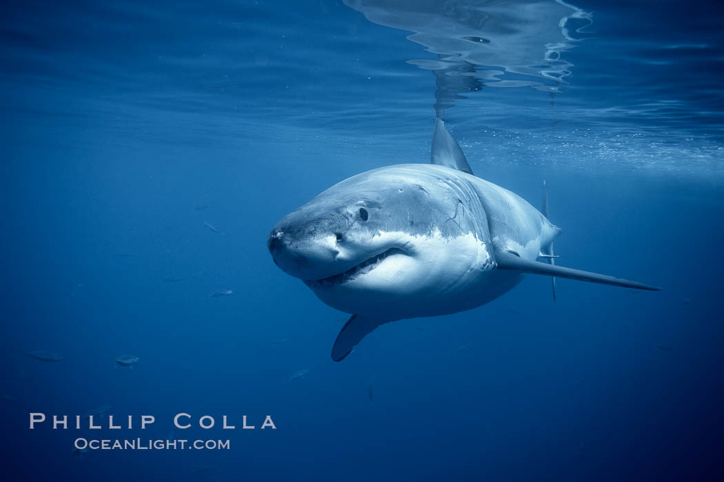 A great white shark swims underwater through the ocean at Guadalupe Island, Carcharodon carcharias, Guadalupe Island (Isla Guadalupe)