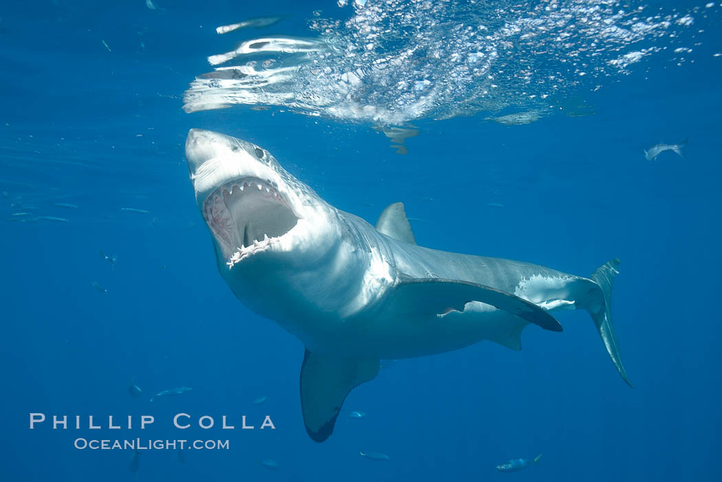 A great white shark opens it mouth just before it attacks its prey with a crippling, powerful bite. After the prey has been disabled, the shark will often wait for it to weaken from blood loss before resuming the attack. If the shark looses a tooth in the course of the bite, a replacement just behind it will move forward to take its place, Carcharodon carcharias, Guadalupe Island (Isla Guadalupe)