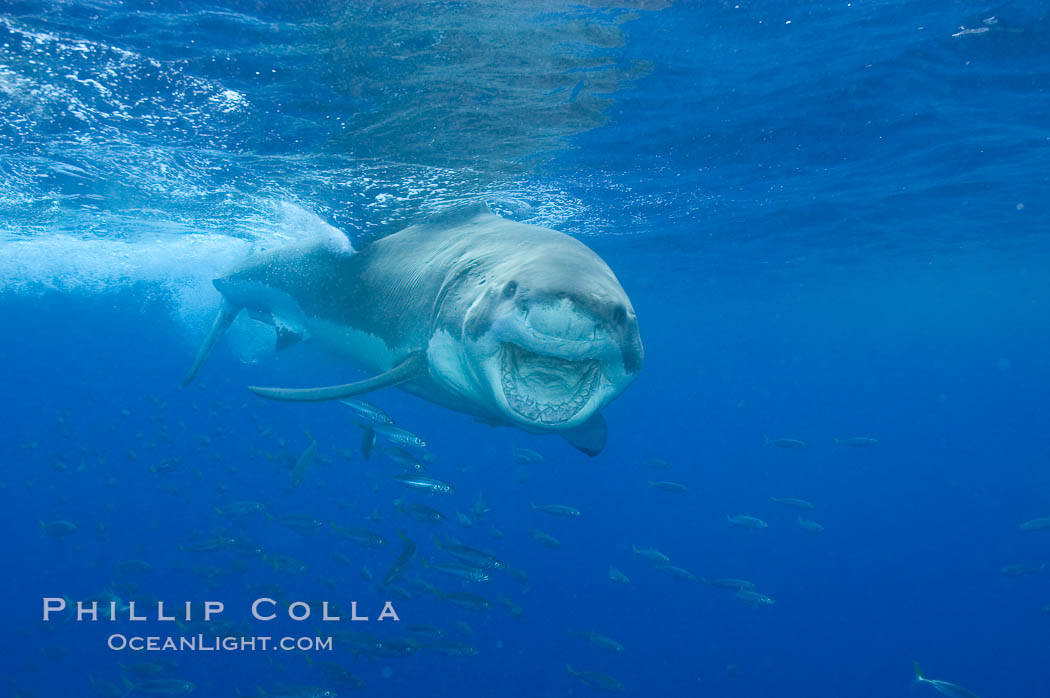 A great white shark underwater.  A large great white shark cruises the clear oceanic waters of Guadalupe Island (Isla Guadalupe). Baja California, Mexico, Carcharodon carcharias, natural history stock photograph, photo id 10119