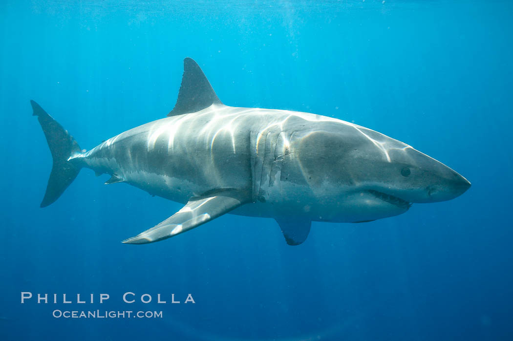 A great white shark swims through the clear waters of Isla Guadalupe, far offshore of the Pacific Coast of Mexico's Baja California. Guadalupe Island is host to a concentration of large great white sharks, which visit the island to feed on pinnipeds and use it as a staging area before journeying farther into the Pacific ocean., Carcharodon carcharias, natural history stock photograph, photo id 19483