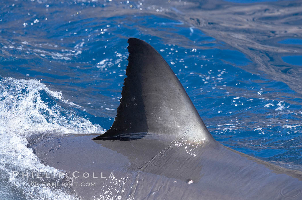 Dorsal fin of a great white shark breaks the surface as the shark swims just below., Carcharodon carcharias, natural history stock photograph, photo id 19491