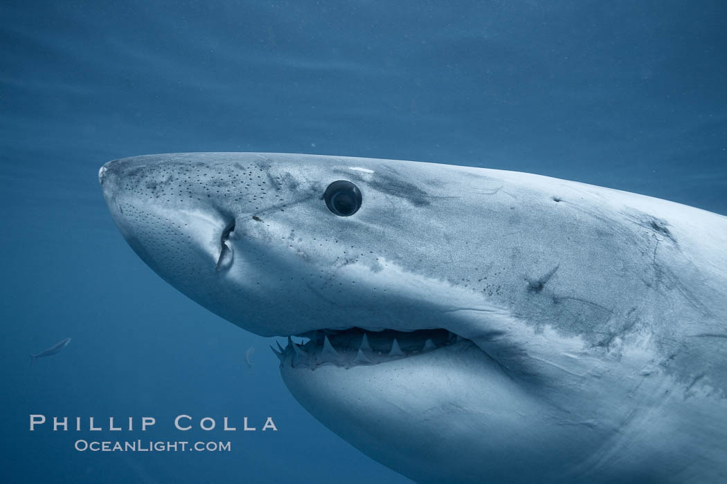 A great white shark swims underwater through the ocean at Guadalupe Island, Carcharodon carcharias, Guadalupe Island (Isla Guadalupe)