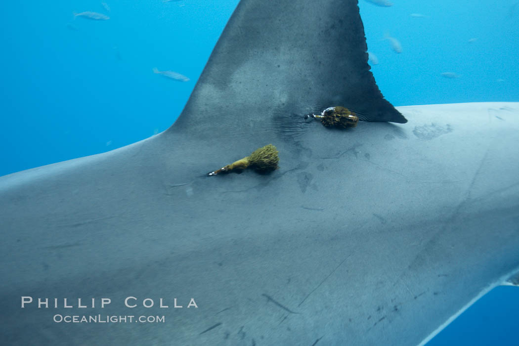 Two satellite tags, below dorsal fin of great white shark. The tags record the sharks movements, relaying data to researchers via satellite, Carcharodon carcharias, Guadalupe Island (Isla Guadalupe)