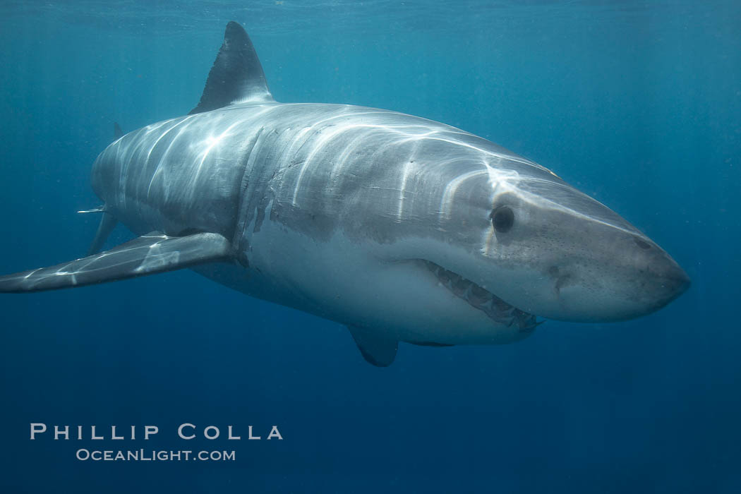 A great white shark swims toward the photographer. Perhaps the shark is considering him as possible prey? The photographer, a "shark diver" is safely situated in a sturdy metal cage. The best location in the world to "shark dive" to view great white sharks is Mexico's Guadalupe Island, Carcharodon carcharias, Guadalupe Island (Isla Guadalupe)