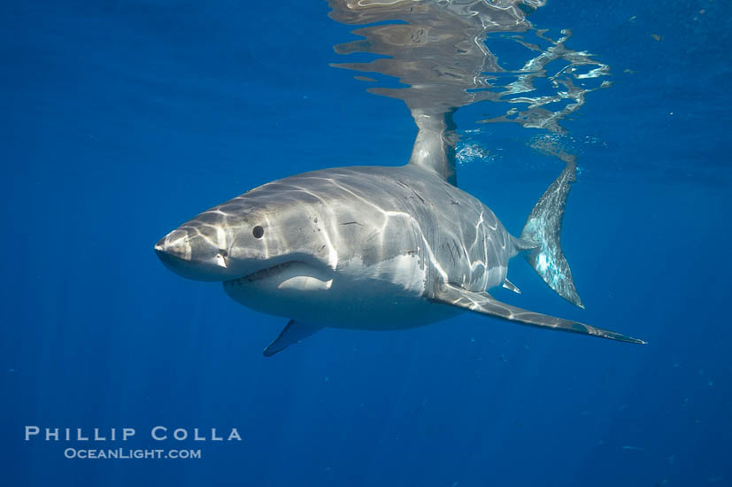 A great white shark swims through the clear waters of Isla Guadalupe, far offshore of the Pacific Coast of Mexico's Baja California. Guadalupe Island is host to a concentration of large great white sharks, which visit the island to feed on pinnipeds and use it as a staging area before journeying farther into the Pacific ocean, Carcharodon carcharias, Guadalupe Island (Isla Guadalupe)