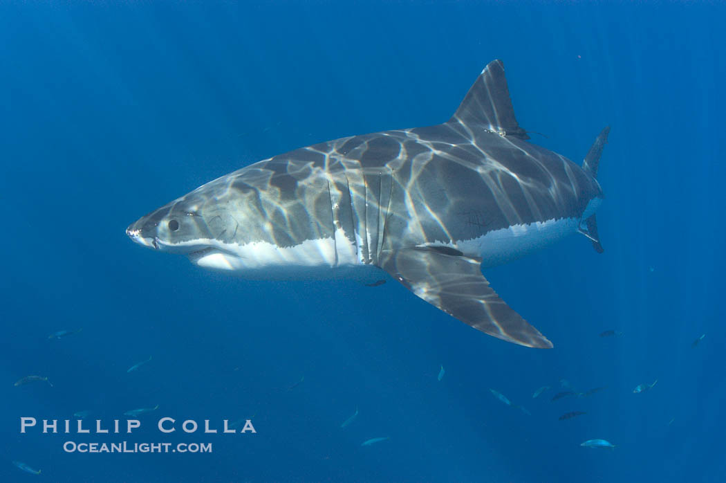 A great white shark swims through the clear waters of Isla Guadalupe, far offshore of the Pacific Coast of Baja California.  Guadalupe Island is host to a concentration of large great white sharks, which visit the island to feed on pinnipeds and tuna., Carcharodon carcharias, natural history stock photograph, photo id 07674