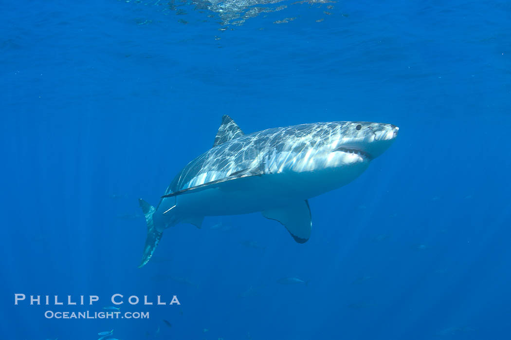 A great white shark swims through the clear waters of Isla Guadalupe, far offshore of the Pacific Coast of Baja California.  Guadalupe Island is host to a concentration of large great white sharks, which visit the island to feed on pinnipeds and tuna., Carcharodon carcharias, natural history stock photograph, photo id 07678