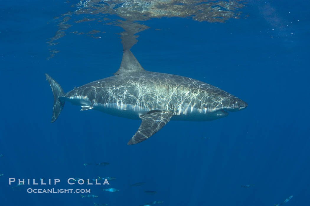 A great white shark swims through the clear waters of Isla Guadalupe, far offshore of the Pacific Coast of Baja California.  Guadalupe Island is host to a concentration of large great white sharks, which visit the island to feed on pinnipeds and tuna., Carcharodon carcharias, natural history stock photograph, photo id 07676