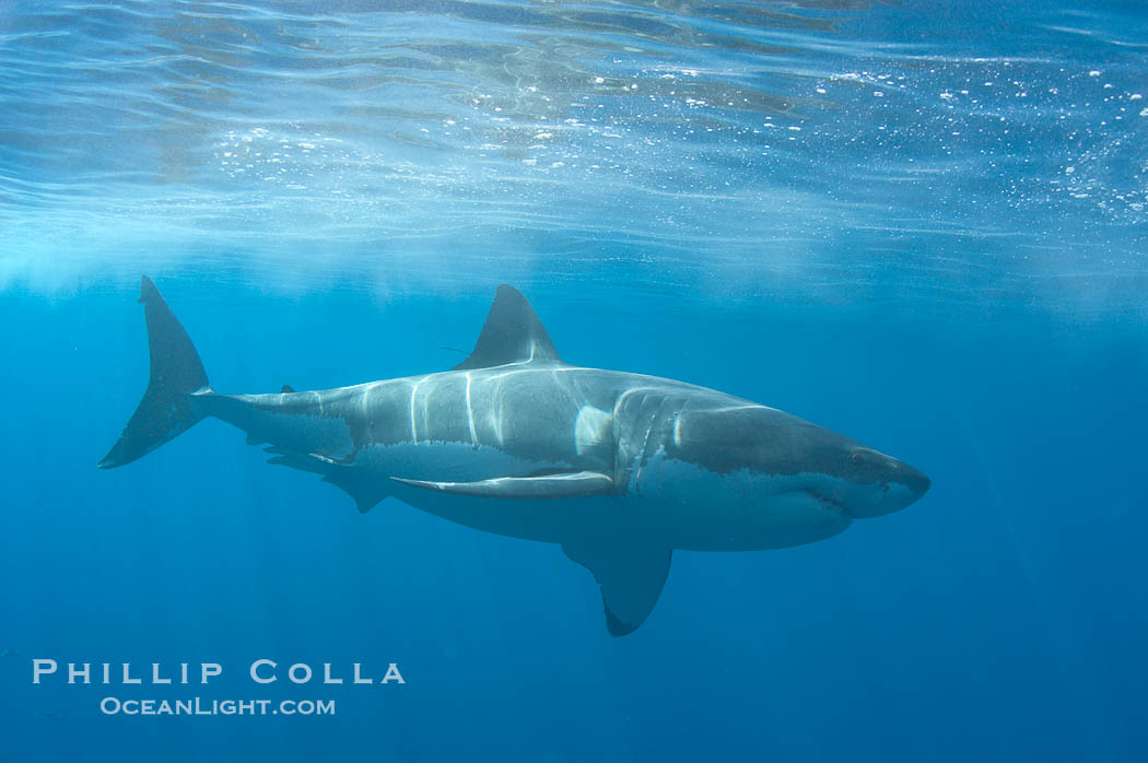A great white shark swims through the clear waters of Isla Guadalupe, far offshore of the Pacific Coast of Baja California.  Guadalupe Island is host to a concentration of large great white sharks, which visit the island to feed on pinnipeds and tuna., Carcharodon carcharias, natural history stock photograph, photo id 07708