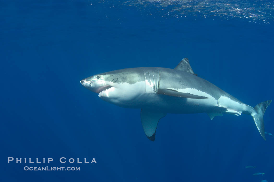 A great white shark swims through the clear waters of Isla Guadalupe, far offshore of the Pacific Coast of Baja California.  Guadalupe Island is host to a concentration of large great white sharks, which visit the island to feed on pinnipeds and tuna., Carcharodon carcharias, natural history stock photograph, photo id 07675